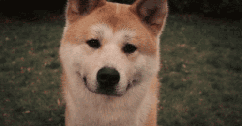 天津狗民网秋田:秋田犬不只有赤色，你还知道其他颜色吗？