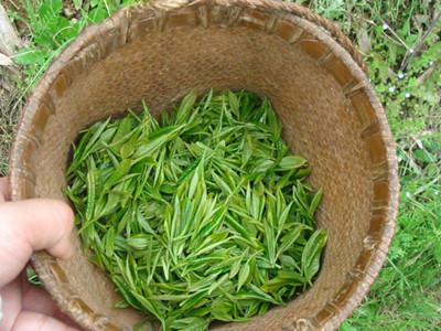 十大名茶,信阳毛尖的香气排第几？