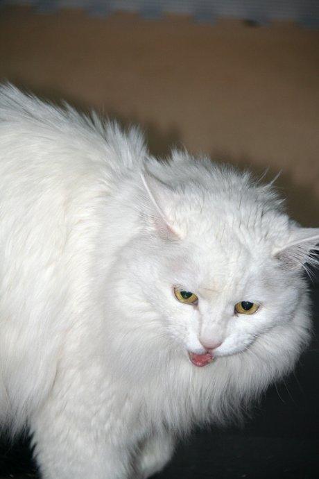 埃及猫的遗传:猫的祖先是谁呀？为什么？