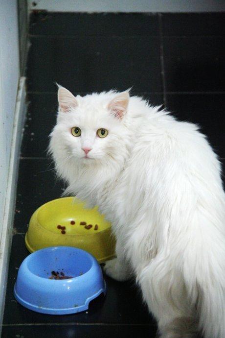 埃及猫的遗传:猫的祖先是谁呀？为什么？