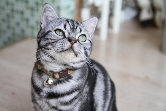 埃及猫的遗传:猫的祖先是谁呀？为什么？