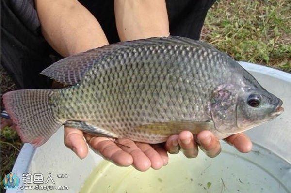 淡水鱼图片:中国有哪些美味的淡水鱼？