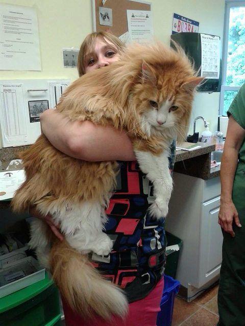 小型宠物有哪些:最大和最小的宠物猫分别是什么？