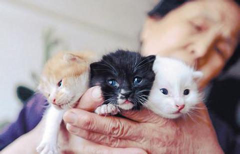 小型宠物有哪些:最大和最小的宠物猫分别是什么？
