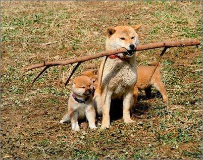 头条问答 柴犬的驯养方法 好不好养 萌宠乐圆的回答 0赞