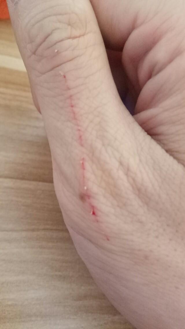 野猫和家猫的寿命:为什么流浪猫的寿命特别短？