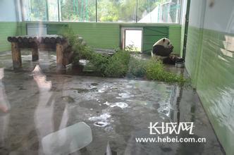 野生大熊猫误入水电站:熊猫吃竹子为什么不会被扎得满口是血？