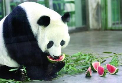 动物园为什么不让熊猫吃肉，熊猫吃竹子为什么不会被扎得满口是血