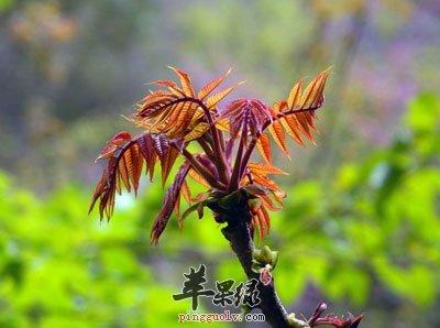 香椿和野菜哪个更适合宝宝吃？