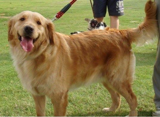 芬兰猎犬的喂食要点:博伊金猎犬怎么养该犬的饲养注意事项？