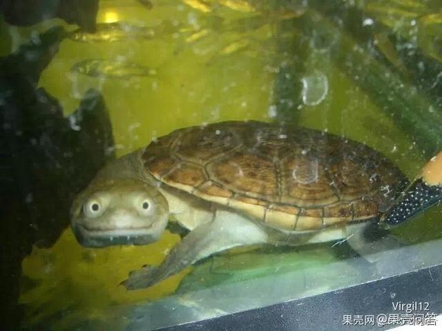 长颈龟冬眠:乌龟冬眠时应该放在哪最合适？