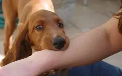 狗狂犬病潜伏期最长多久:狗狂犬病潜伏期最长多久发作 狂犬病毒潜伏期真的会有几十年吗？