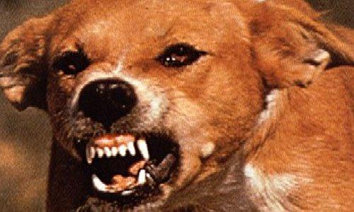 狗狂犬病潜伏期最长多久:狗狂犬病潜伏期最长多久发作 狂犬病毒潜伏期真的会有几十年吗？