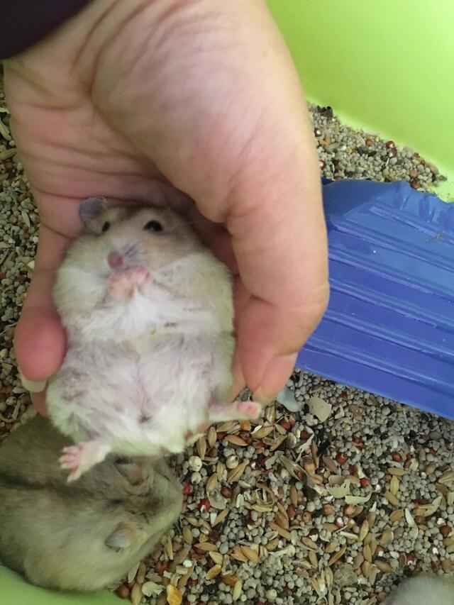 仓鼠和虎皮鹦鹉都好好养的话哪个更有乐趣