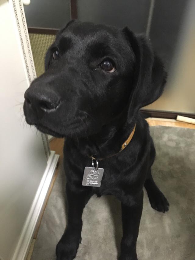 拉布拉多犬多钱:一只拉布拉多多少钱，一个月需要多少钱样养狗？