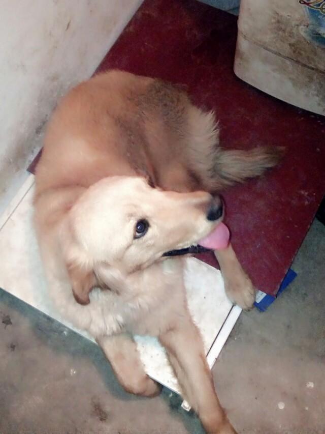 柴犬世界上最丑的狗:金毛、萨摩耶、哈士奇、柴犬，我该养哪个？
