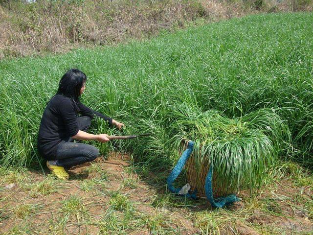 狗牙根种子:农民种草养牛，如何才能取得成功？