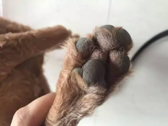 宠物店的小秘密:关于狗狗的小秘密有哪些？ 宠物店的小秘密动画片