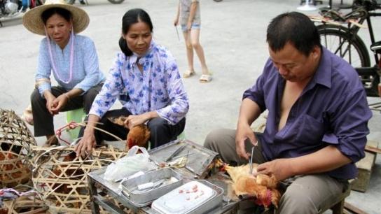 阉鸡找不到皋丸:阉鸡怎么灌酒才能让它带小鸡？三天都没有带小鸡了？