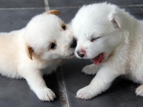 北京领养狗狗的网站:我想领养一只金毛或者其他，应该到哪里领养？