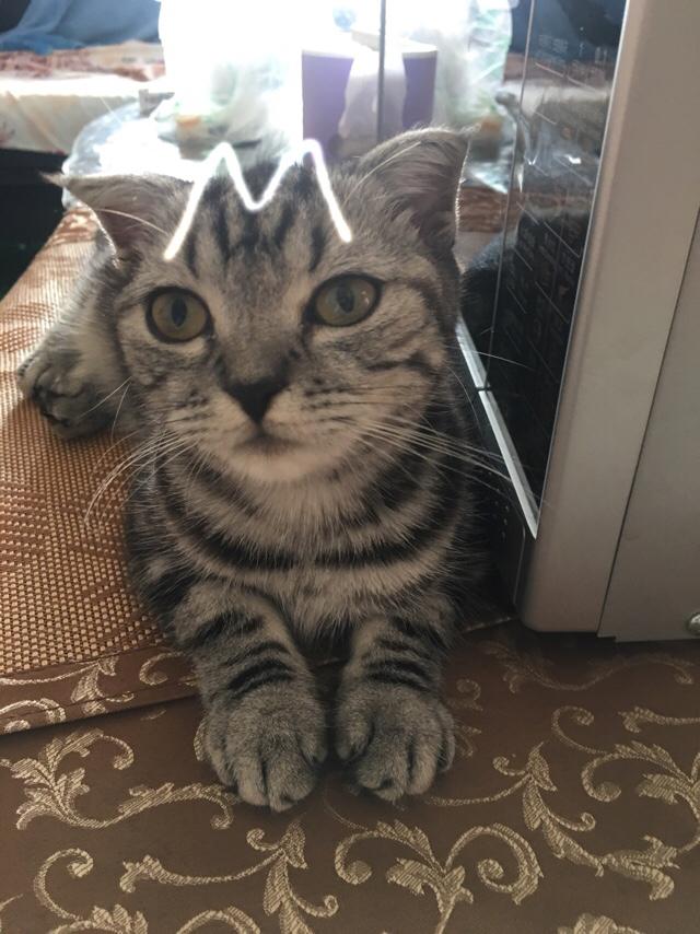 美短一般是什么价格？