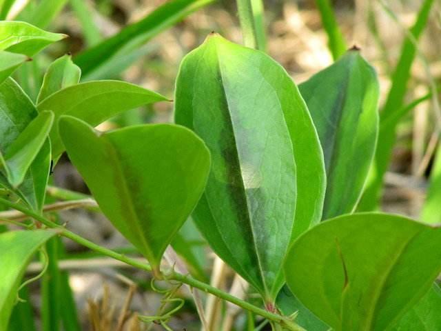 头条问答 - 菝葜和土伏苓是一种药吗,药效如何?(12个回答)