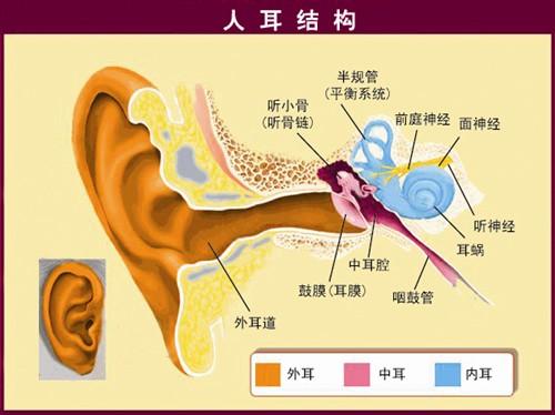 虫子飞进耳朵里怎么办,耳道里进了虫子应该如何处理？