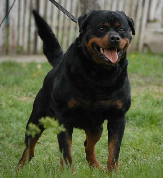 银狐狗粮自制:银狐犬3个月掉毛严重，怎么办？