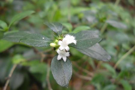 野生六月雪图片根大:六月雪如何种植和浇水，使用什么样的土和肥？