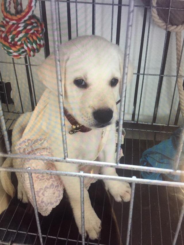 喜乐比奶糕怎么样:拉布拉多犬的价格一般是多少？ 江小傲奶糕怎么样
