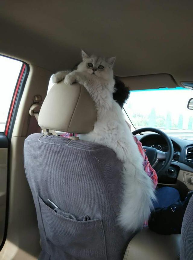 丢了一只猫叫巧克力:如果猫咪从没出过门，带它出去会发生什么事情？