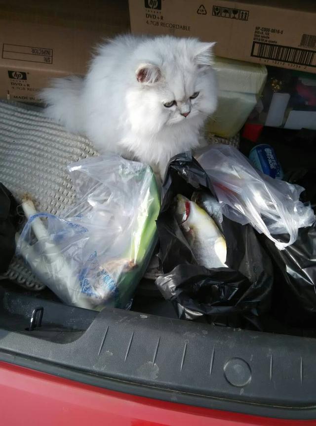 丢了一只猫叫巧克力:如果猫咪从没出过门，带它出去会发生什么事情？