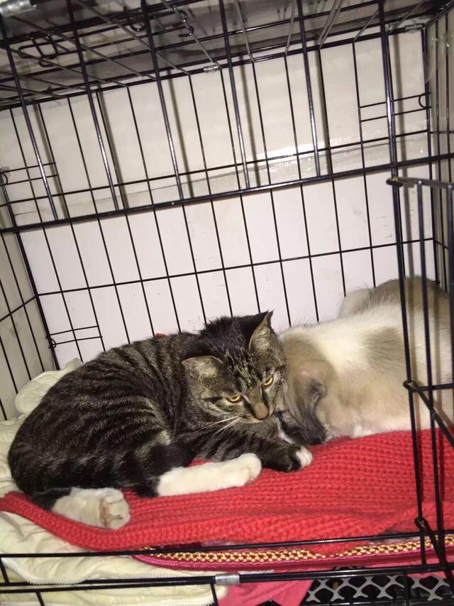 恶徒怀里的小猫咪:如果猫咪从没出过门，带它出去会发生什么事情？