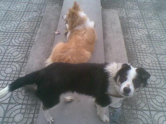 萨摩耶和白色瑞士牧羊犬:萨摩耶和边牧杂交可以吗？
