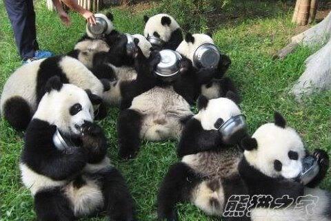 动物园为什么不让熊猫吃肉，熊猫吃竹子为什么不会被扎得满口是血