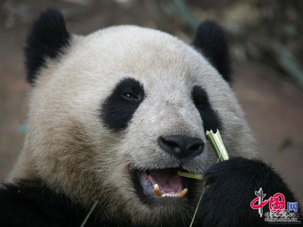 野生大熊猫误入水电站:熊猫吃竹子为什么不会被扎得满口是血？