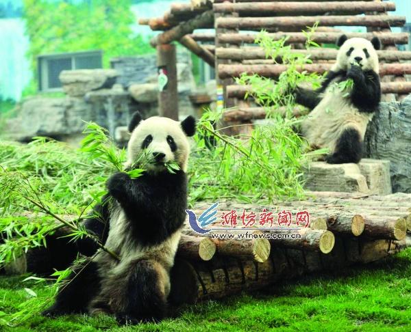 野生大熊猫误入水电站:熊猫吃竹子为什么不会被扎得满口是血？