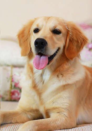 芬兰猎犬的喂食要点:博伊金猎犬怎么养该犬的饲养注意事项？