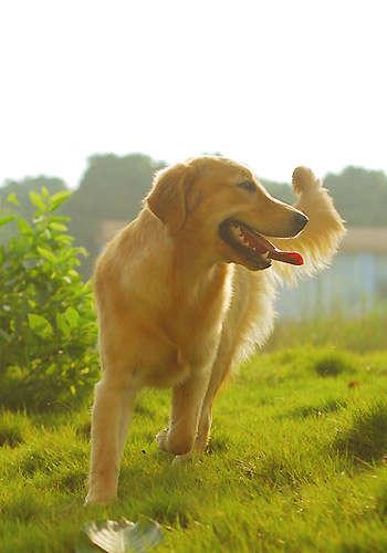 金毛犬的饲养和训练:饲养金毛犬有哪些痛苦？该怎么养？