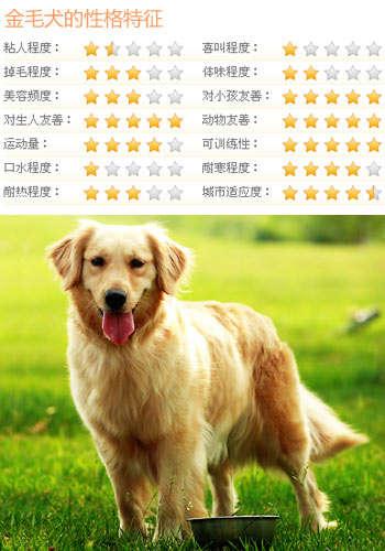 芬兰猎犬的喂食要点:博伊金猎犬怎么养该犬的饲养注意事项？