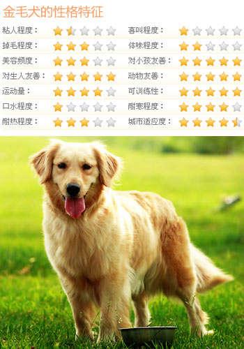 金毛犬的饲养和训练:饲养金毛犬有哪些痛苦？该怎么养？