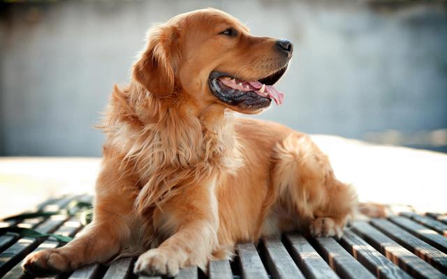 芬兰猎犬的喂食要点:博伊金猎犬怎么养该犬的饲养注意事项？