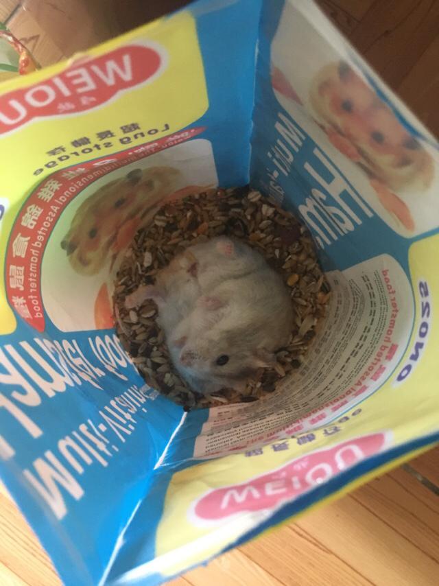 仓鼠和虎皮鹦鹉都好好养的话哪个更有乐趣