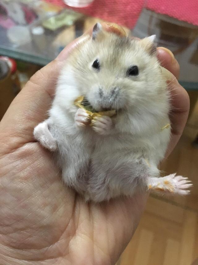 仓鼠和虎皮鹦鹉都好好养的话哪个更有乐趣