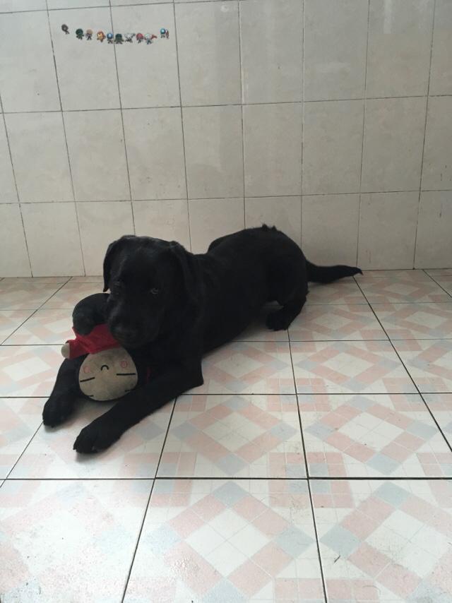 拉布拉多犬多钱:一只拉布拉多多少钱，一个月需要多少钱样养狗？