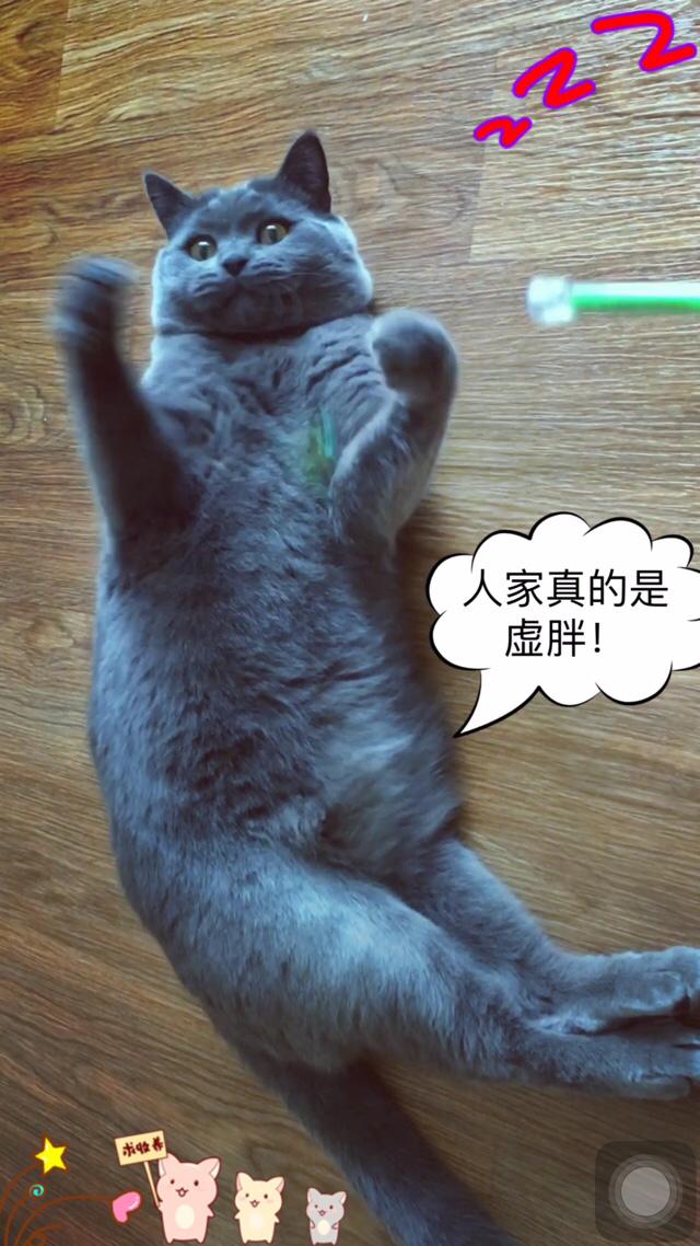 蓝猫发情的表现:公猫不做绝育的话，发情起来会伤人吗？