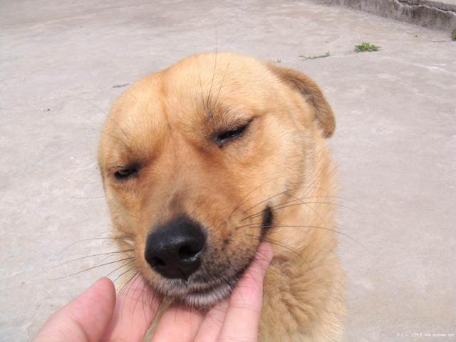 周口纯阿富汗猎犬图片:为何城里人很少养中华田园犬？