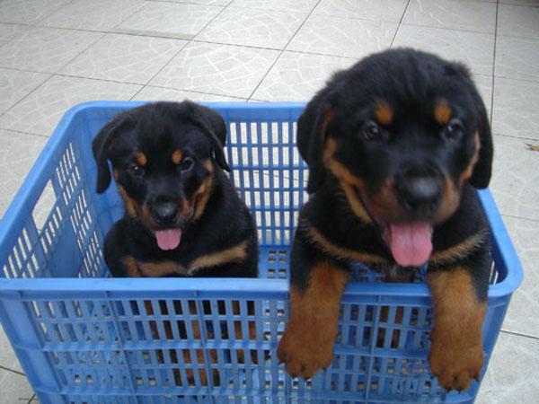 银狐狗粮自制:银狐犬3个月掉毛严重，怎么办？