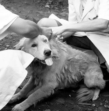 狗狂犬病潜伏期最长多久:狗狂犬病潜伏期最长多久发作 狂犬病毒潜伏期真的会有几十年吗？