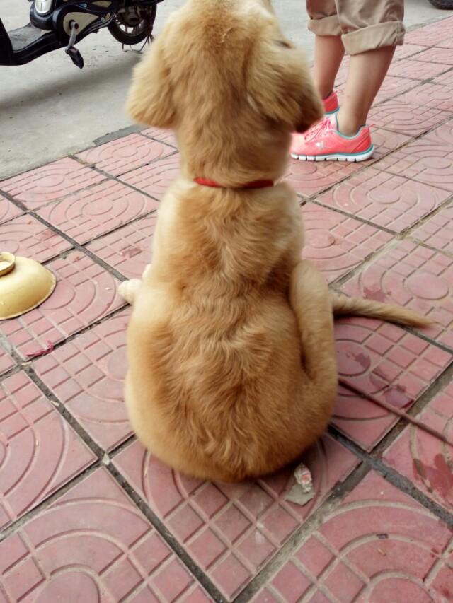 柴犬世界上最丑的狗:金毛、萨摩耶、哈士奇、柴犬，我该养哪个？